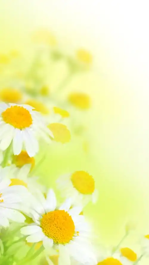 小雏菊渐变花朵h5背景素材