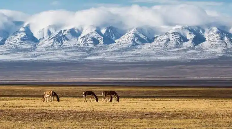 生命之路大地情书昆仑山可可西里三江源自驾之行