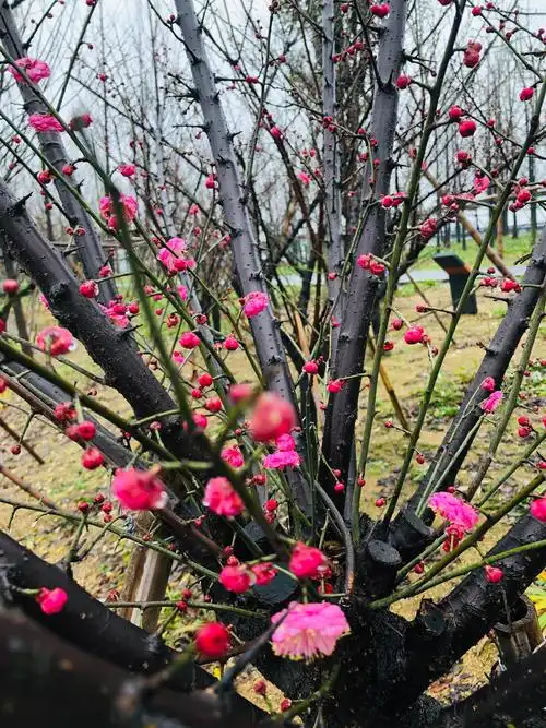 梅花最常见的颜色有红,粉红,白色.
