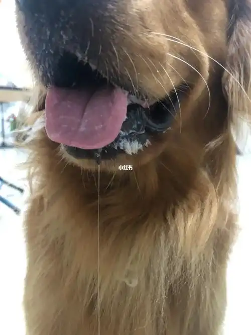 金毛 #家有金毛 口水拉丝98_金毛_家有金毛_宠物_狗_晒狗