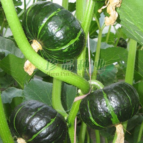 超甜糯南瓜种子蔬菜种籽子菜籽种大全四季高产早熟蜜香小南瓜种孑