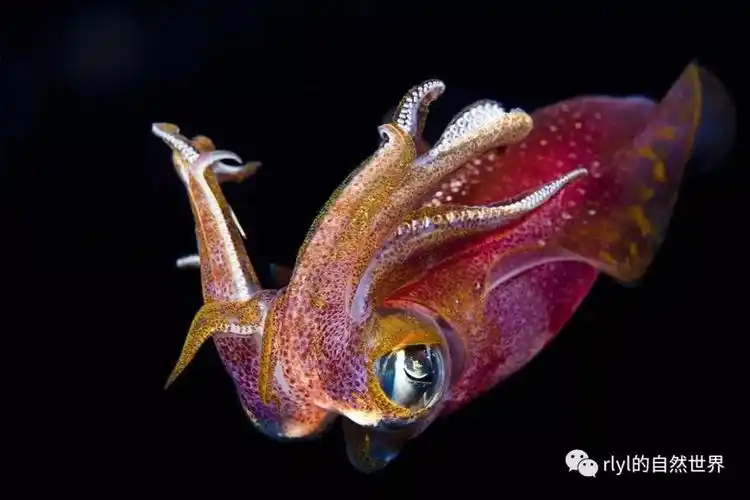 rlyl乌贼的大眼睛好鬼魅,不过小乌贼却好可爱啊~editor:rlyl本站是