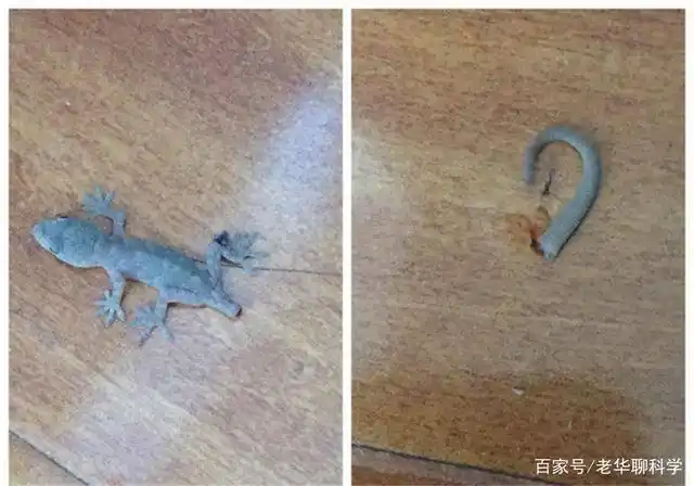 壁虎断尾再生的秘密
