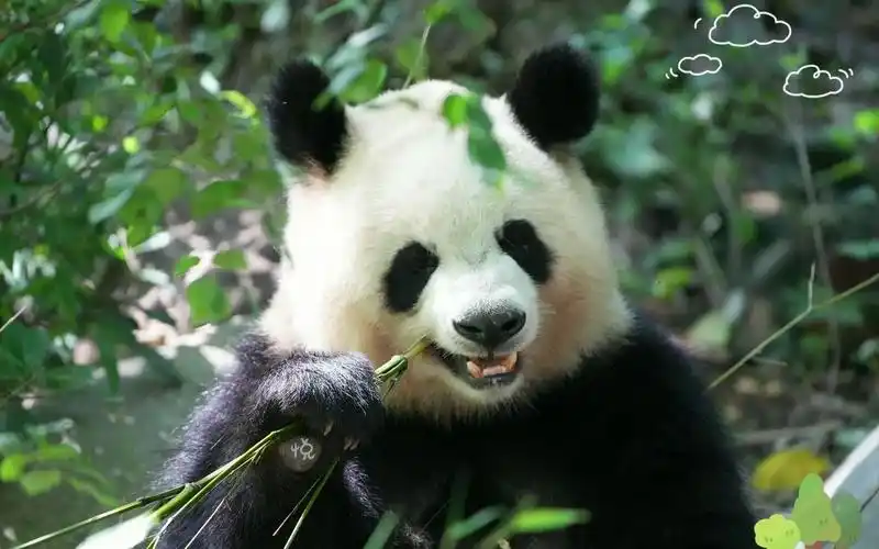 谁能拒绝一只会自己打腮红的熊猫呢?(陈园润今天杀疯了)