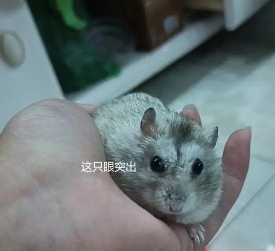 求助仓鼠眼睛眼球突出