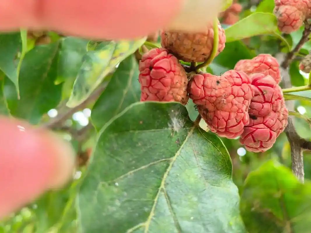 小叶紫檀树,长出来的果实真的很特别#大自然的美无处不在 #你 - 抖音