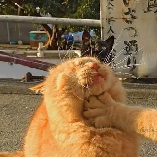 一组情侣头像,够沙雕