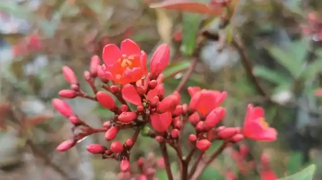 变叶珊瑚花 二歧聚伞花序独特