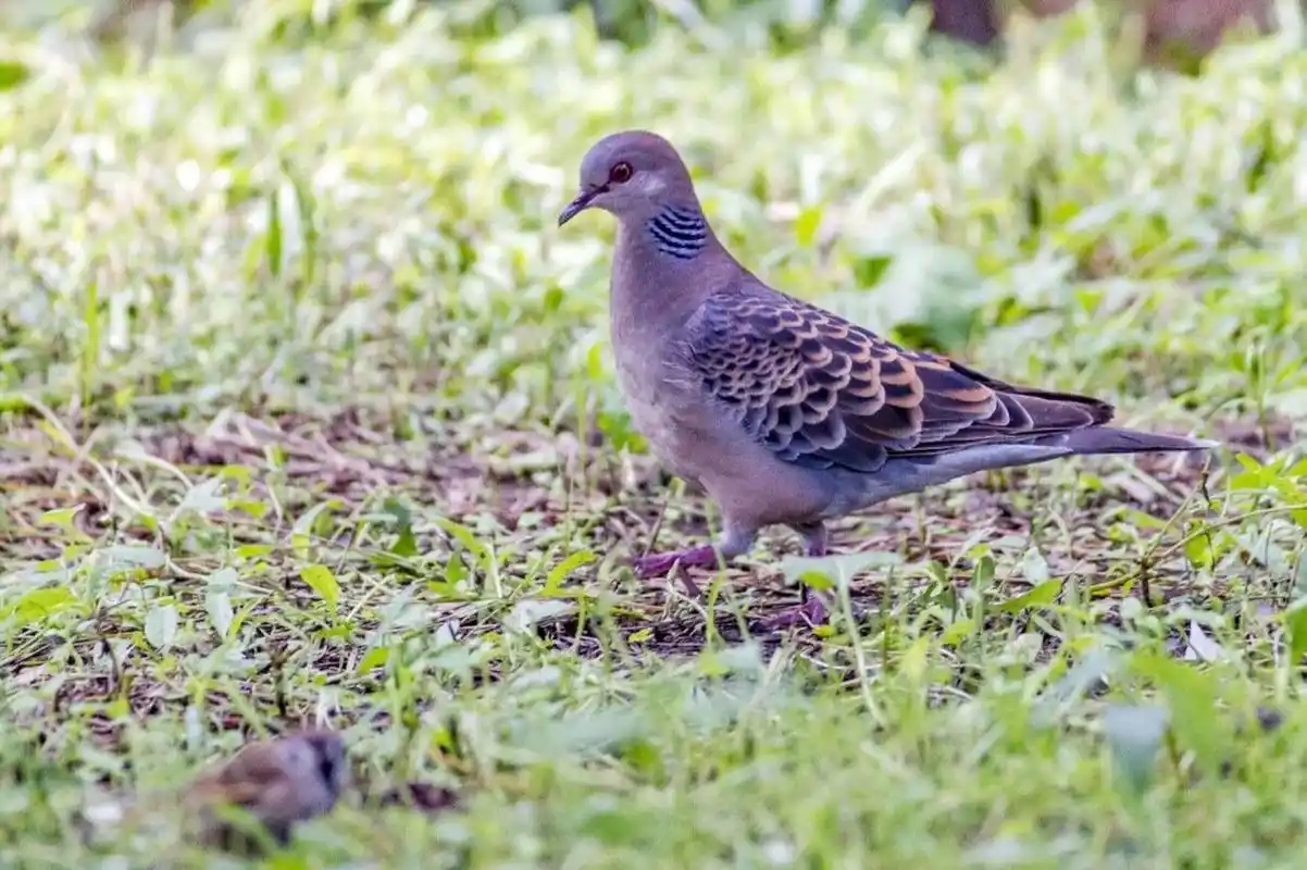 虎纹斑鸠 斑鸠像鸽子