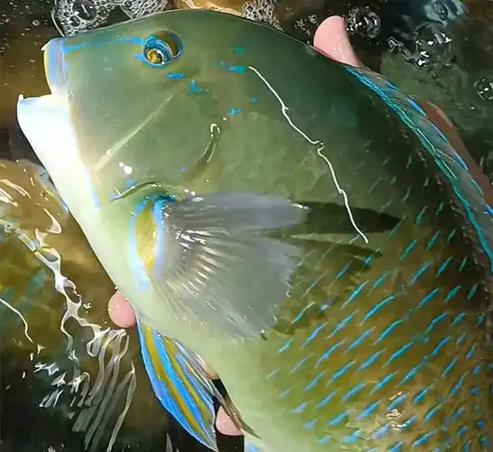 海南正青衣鱼猪齿鱼鲜活冷冻海鲜水产西沙猪牙鱼苏彩眉