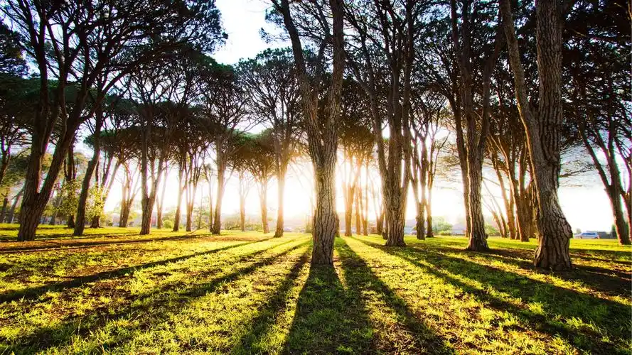 壁纸 林木太阳 1920x1080 full hd 2k 高清壁纸, 图片, 照片