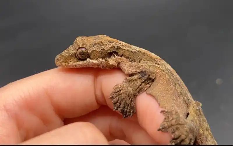 近距离观看飞蹼守宫的蹼