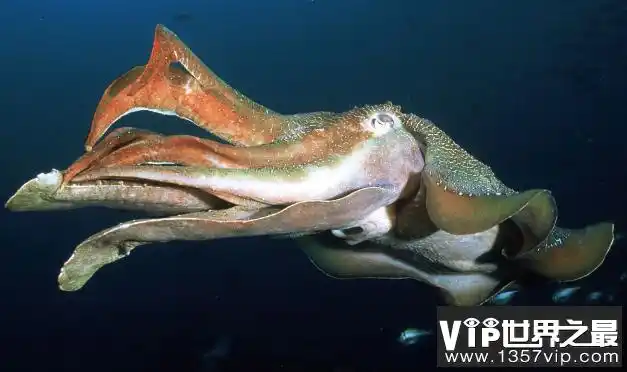 深海巨型乌贼,长相怪异的大王乌贼(体长达20米)