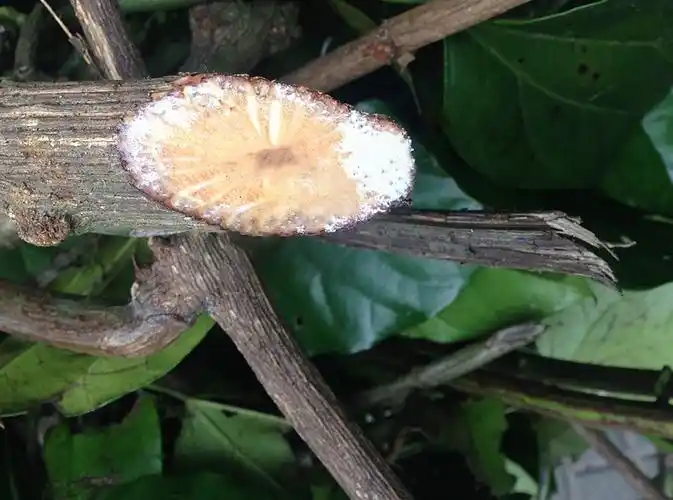 买2送1 野生500克乌骨藤云南 通关藤,通关散,火索藤,新货包邮