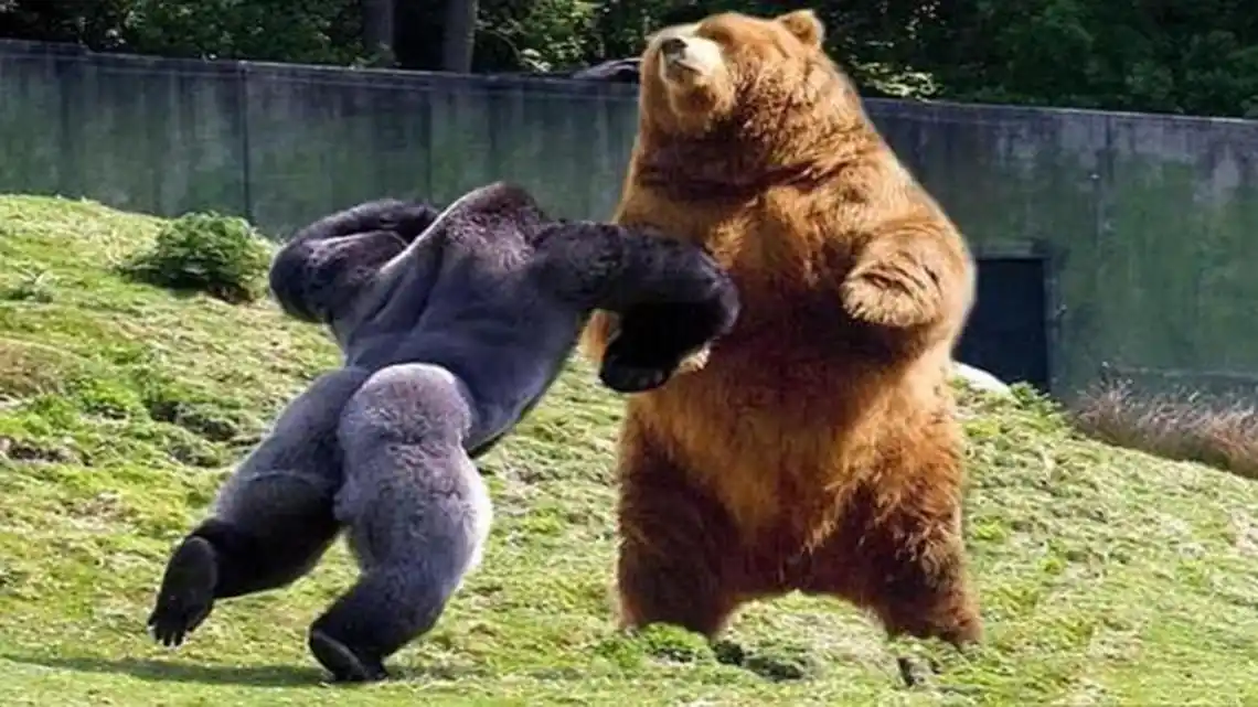 如果银背大猩猩与老虎狭路相逢,银背大猩猩有与老虎一战的实力吗