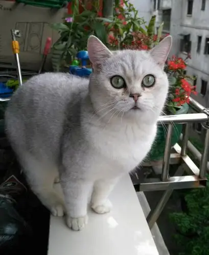 我想买只英短银渐层小公,请问大神们这只小猫可以吗?大猫是父母,这