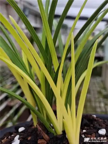 蕙兰黄心草分盆-色花双艺-中国兰花交易网社区