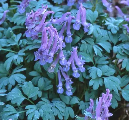 drifts of frothy foliage topped by lavender flowers.