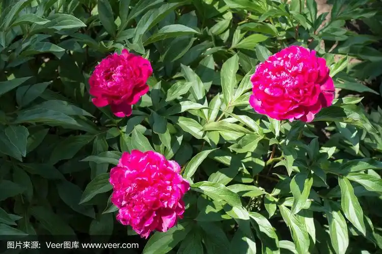 三朵鲜艳的粉红色牡丹花