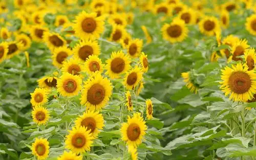 向日葵太阳花唯美壁纸_向着太阳生长