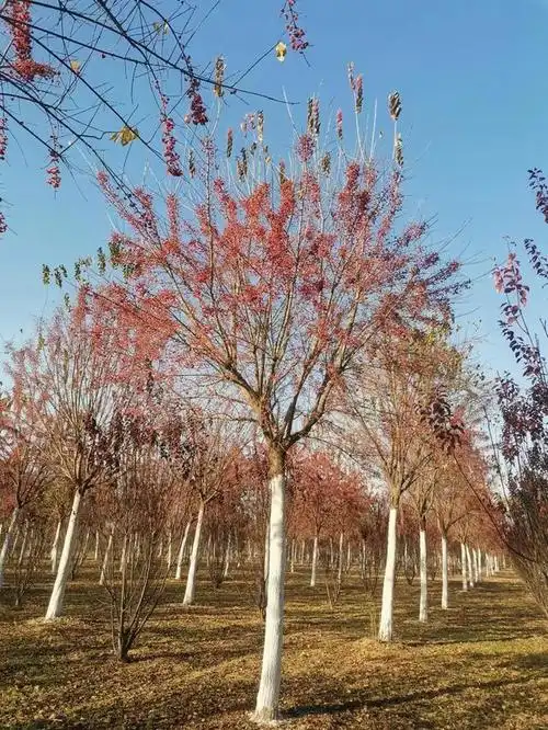 丝棉木最佳种植时间是什么时候?