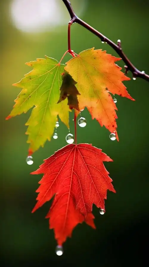 每日分享美图,今天的风景图也很有意境,可做手机壁纸