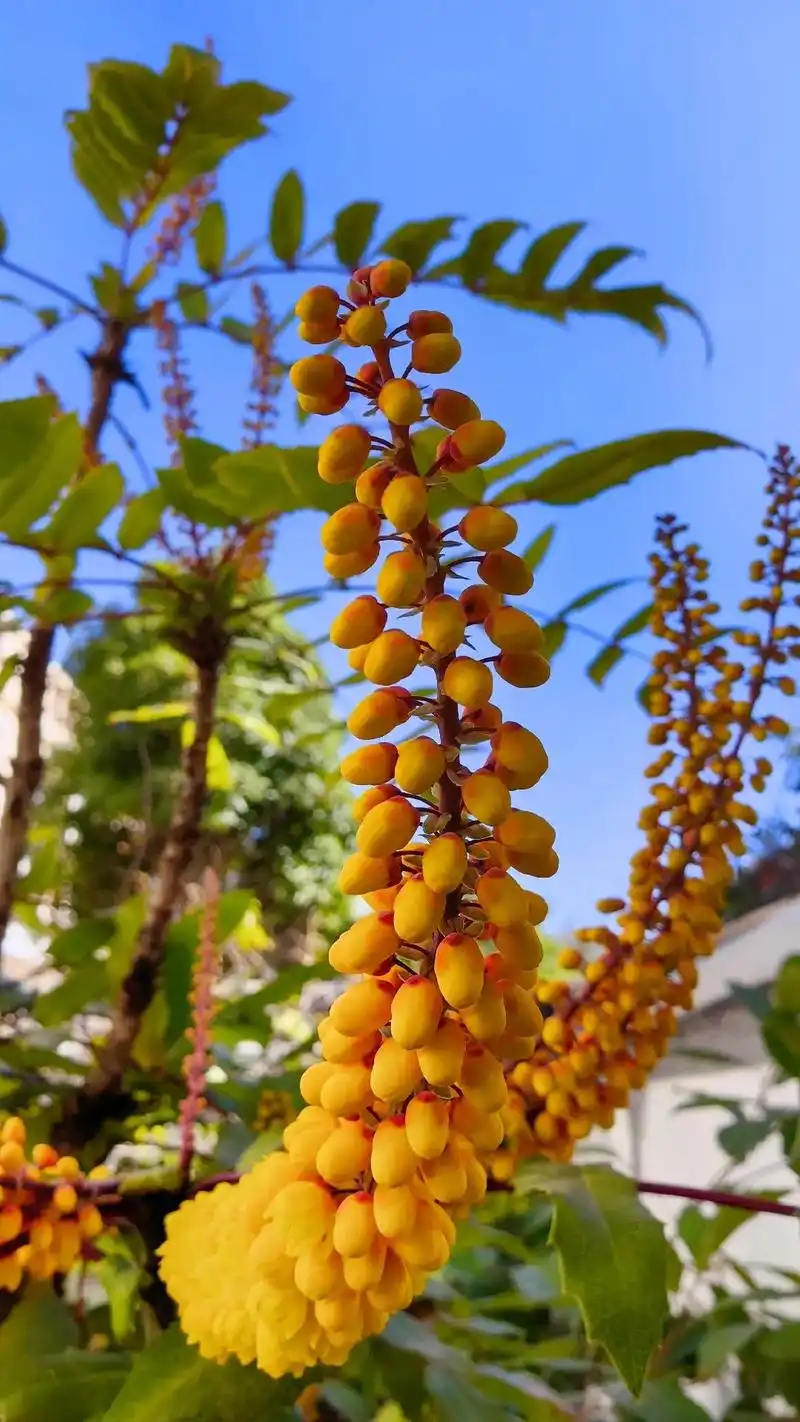 有谁知道土黄柏有个霸气侧漏的中文学名?