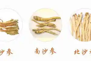沙参,南沙参,北沙参的区别