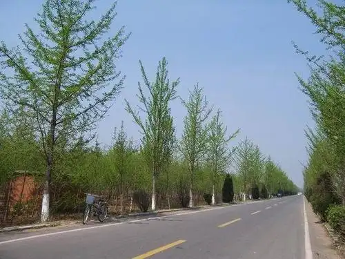 银杏行道树