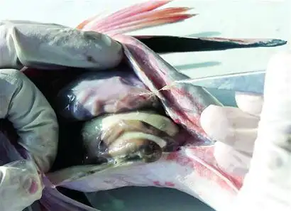21种海鱼体内检出寄生虫可导致呼吸障碍休克
