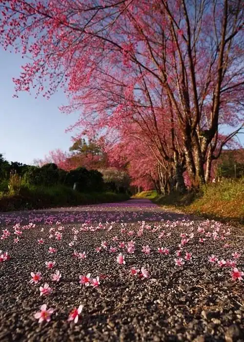 浪漫樱花季怎么离得开诗词