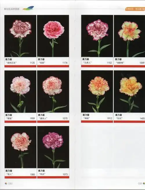 花店常备的一般是玛斯特和粉钻,母亲节用得最多的就是粉色,今年樱花粉