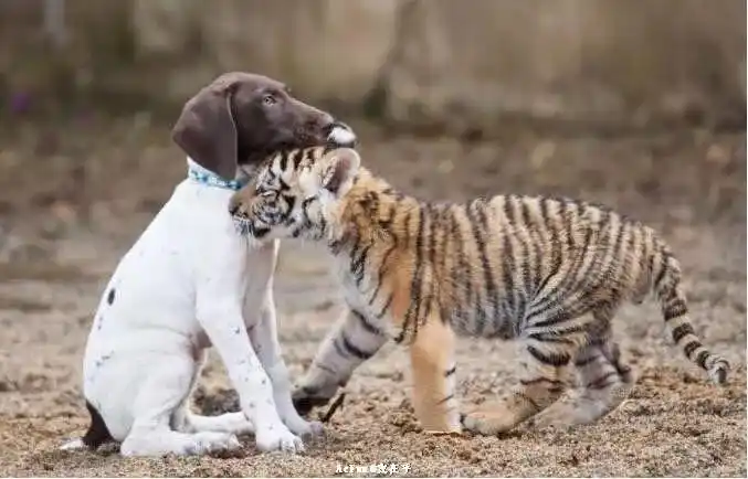 今日囧图一次性物理曲面屏