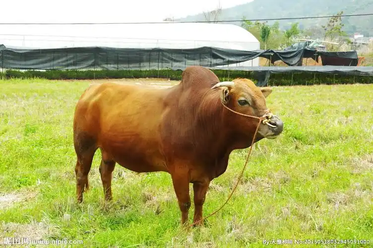 黄牛牧草田园风光图片