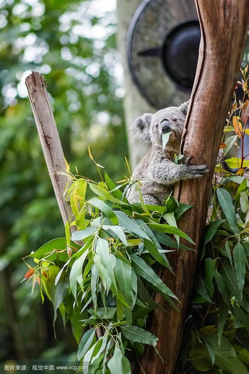 广东广州:长隆野生动物园