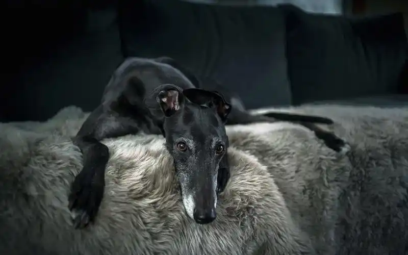 壁纸 黑狗,舒适,床