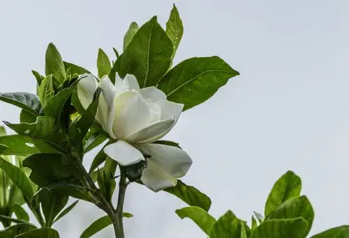 栀子花开 - 美篇