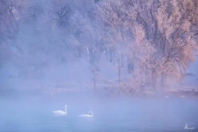 qq背景图 梦幻 天鹅 - 堆糖,美图壁纸兴趣社区
