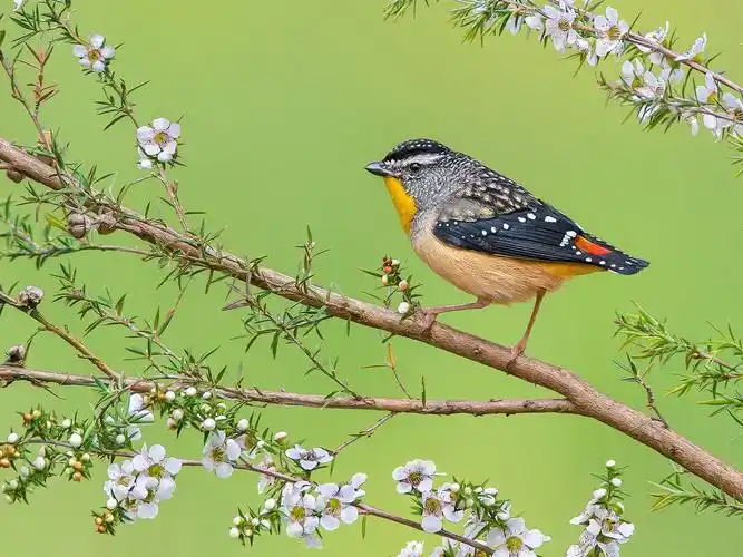 春天,鸟,树,树枝,白花 壁纸 - 1600x1200