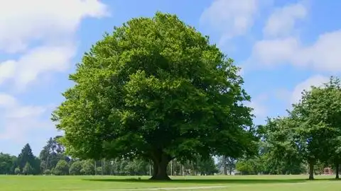 阳光明媚的一天公园草地上的一棵绿色大树