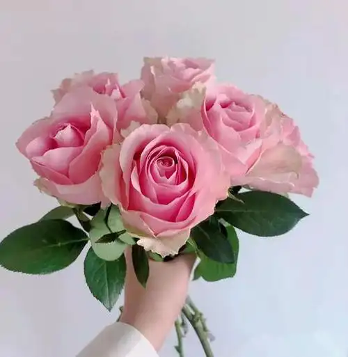 方德玫瑰娇兰甜蜜雪山aa级7080cm左右10支装超长花期质量保证