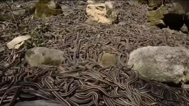 探索人类禁区巴西蛇岛揭秘金矛头蝮蛇