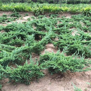 沙地柏苗 地柏造型 地被植物 松树盆景绿植花卉盆栽 铺地柏40-50厘米