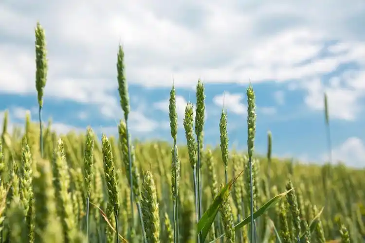 绿色,麦田,翠绿,麦穗,阴天