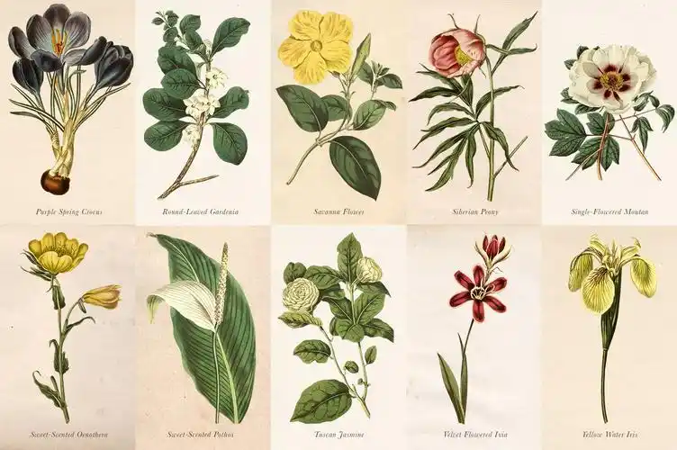 50款美丽复古花卉植物手绘水彩画png免扣图片设计素材 antique floral