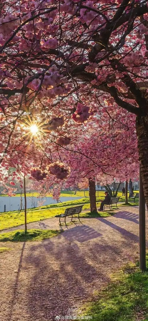 壁纸 枫叶 红枫 树 690_1495 竖版 竖屏 手机