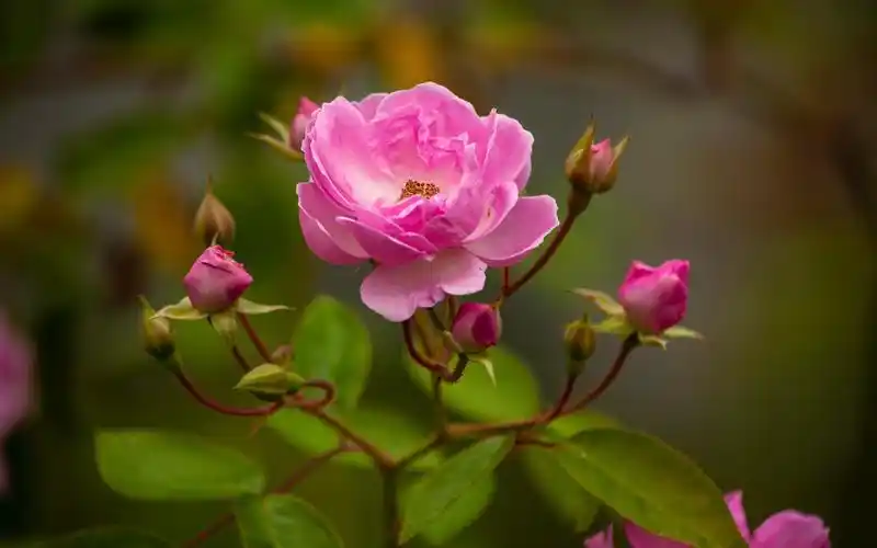 艳丽的自然花朵主题图