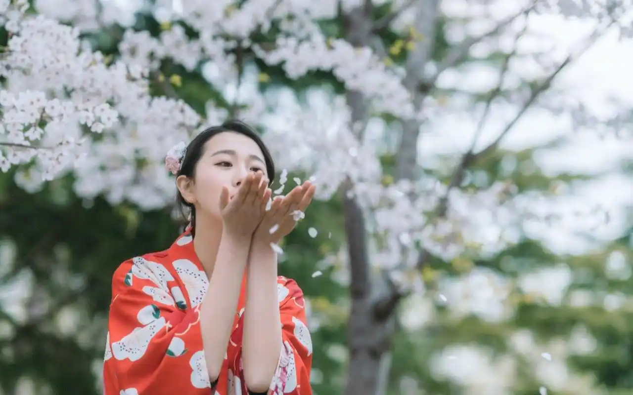 樱花树下的和服美女唯美写真桌面壁纸