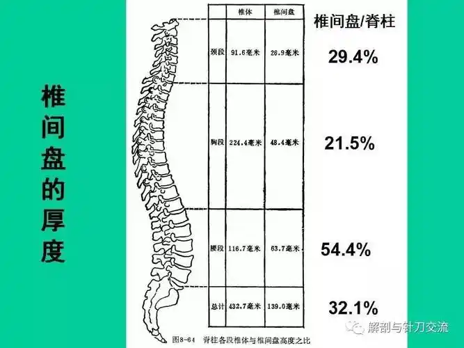腰椎基本结构视频