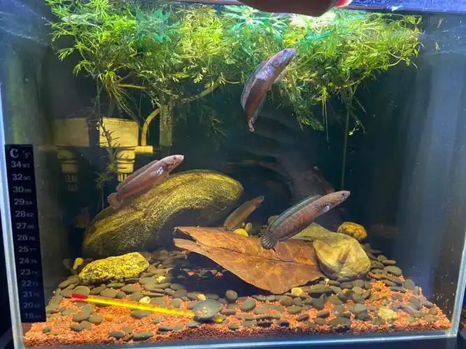 【雷龙】分享下家里的几个缸